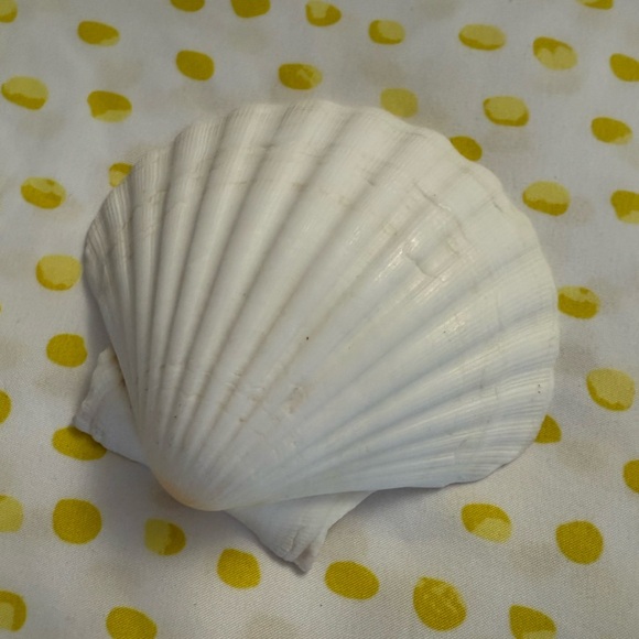 White Scallop Shell - Picture 2 of 4